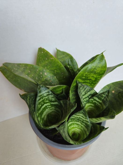 Planta Espada de São Jorge em Vaso Plástico 12 cm