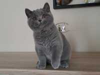 Cudny przytulas kot brytyjski niebieski kocurek krótkowłosy misiu WCF