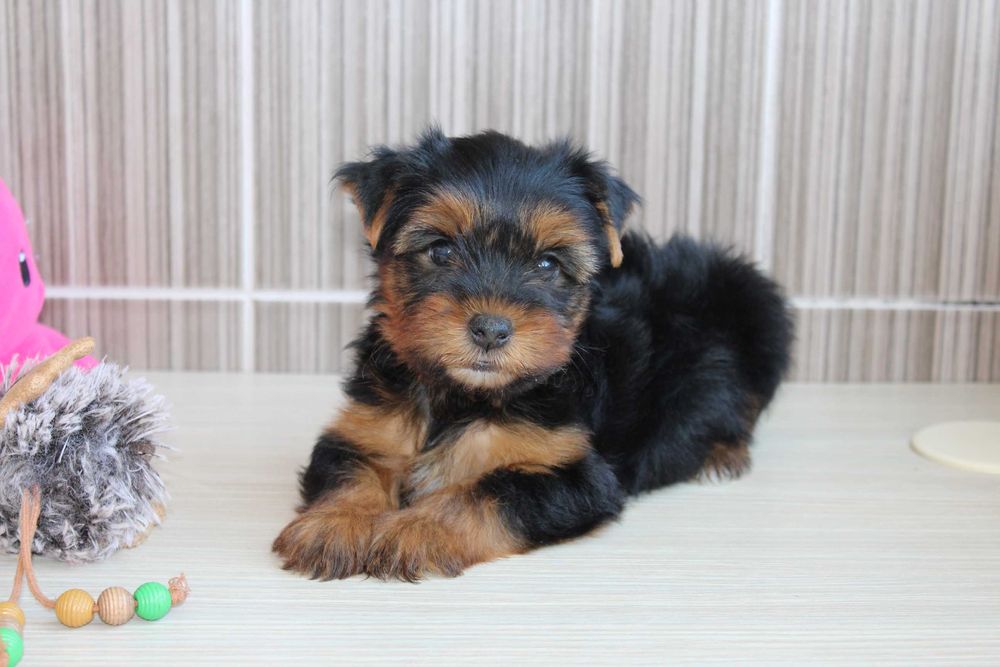 Продам цуценяток Йорків