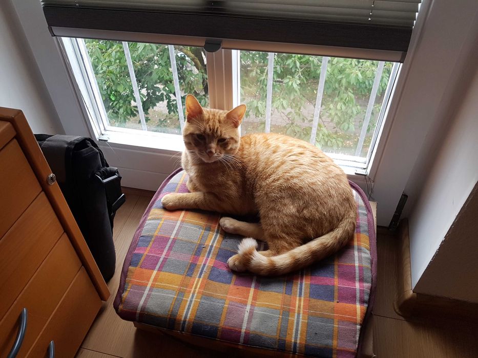 Znaleziony rudy kotek „Tygrys”– adopcja, najlepiej dom z ogródkiem