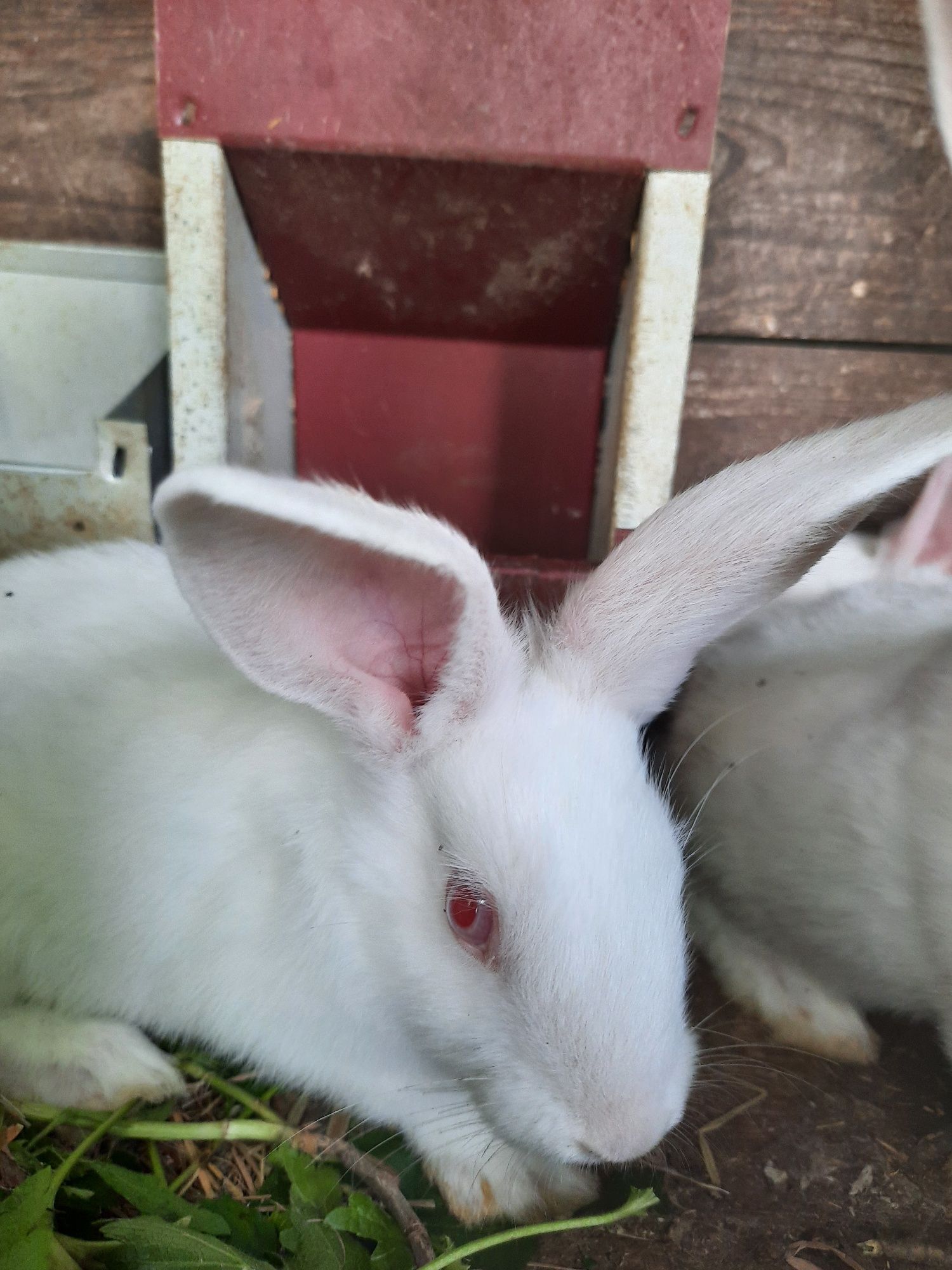 Продам кролики Термондські білі.