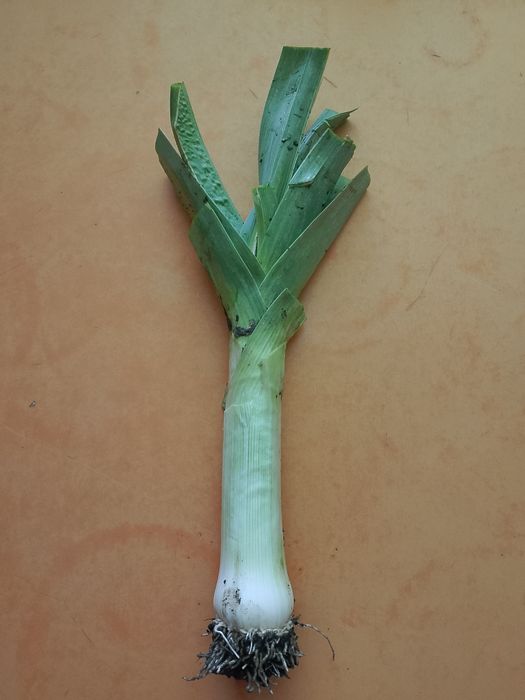 Por z własnego ogródka