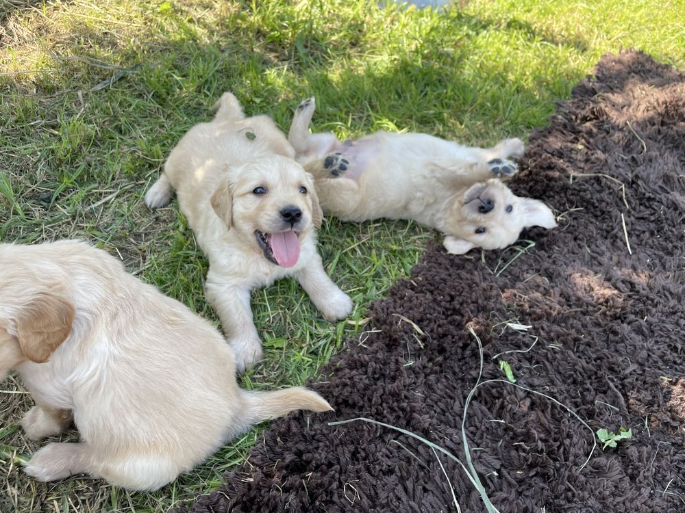 Szczeniak Golden Retriever