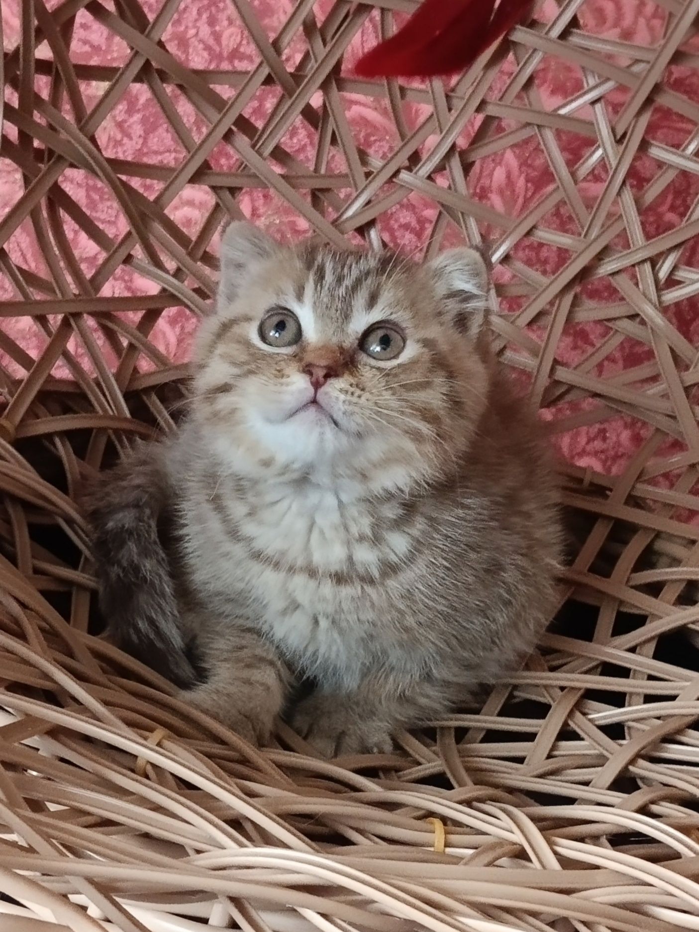 Шотландський висловухий таббі