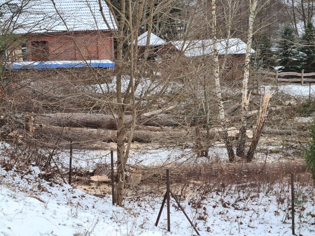 Drwal Pilarz, usługi leśne, wycinka drzew