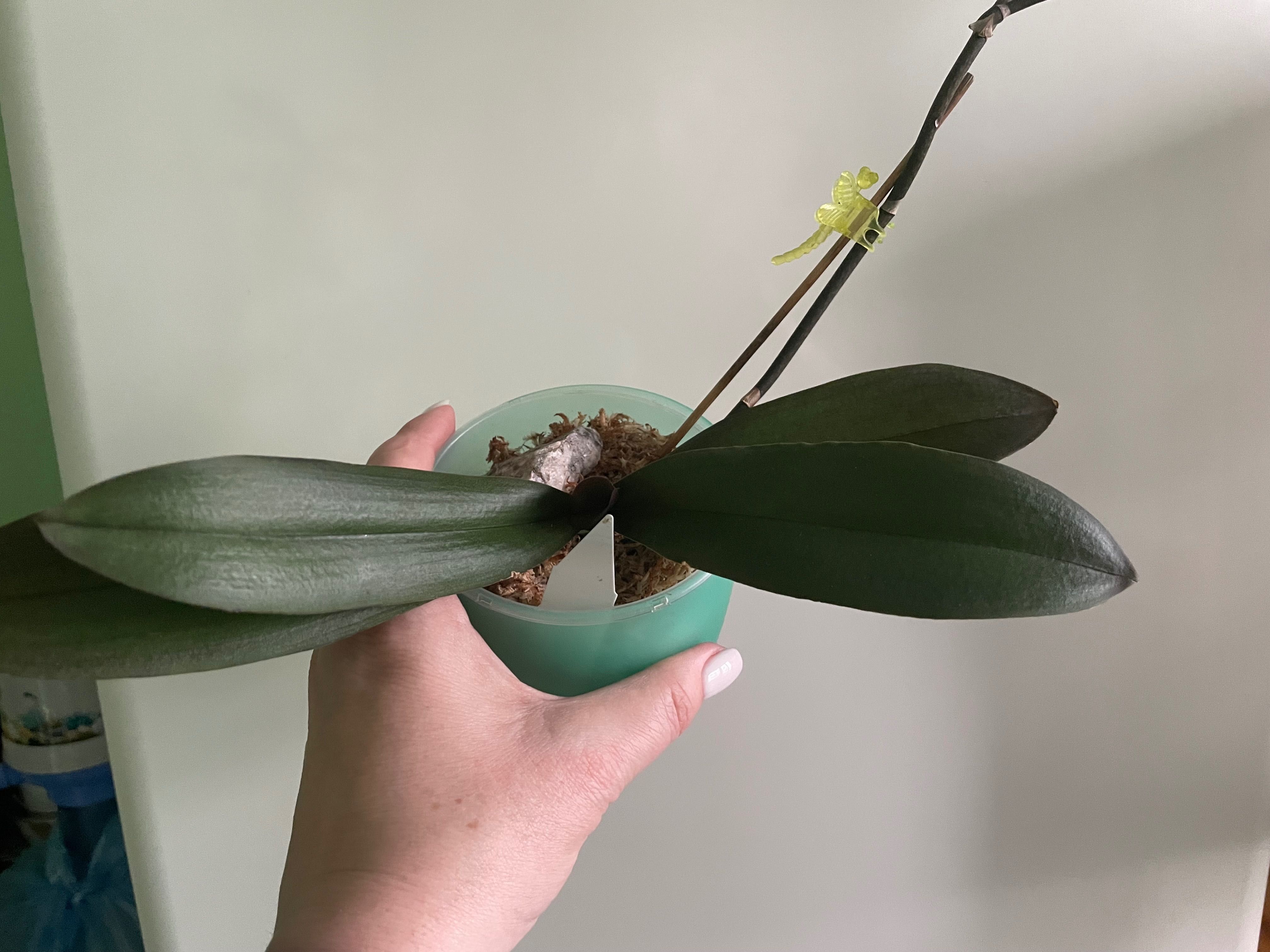 Орхидея фаленопсис пелор и: Phalaenopsis Jiuhbao Angel