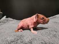 Świnka morska skinny cavia kawia domowa świnki morskie łysa
