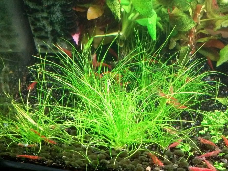 Planta de aquário - Hemianthus 'Cuba' / Eleocharis acicularis 'Mini'