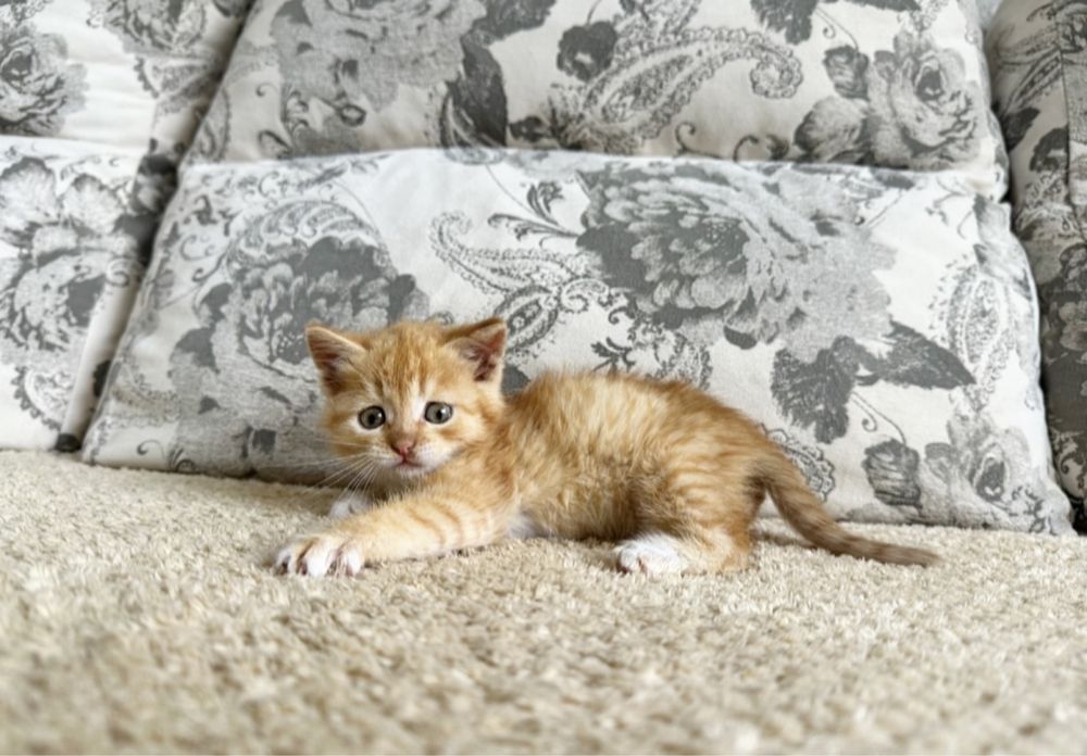 Прямоушка Скоттиш