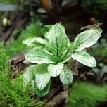 Anubisa white pinto
