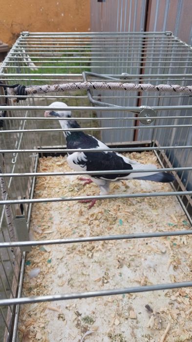 Sprzedam  samczyka  Rzeszowski