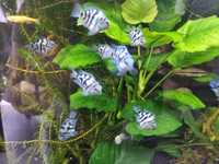 * Promocja*Rybki pielegnice Blue Tiger