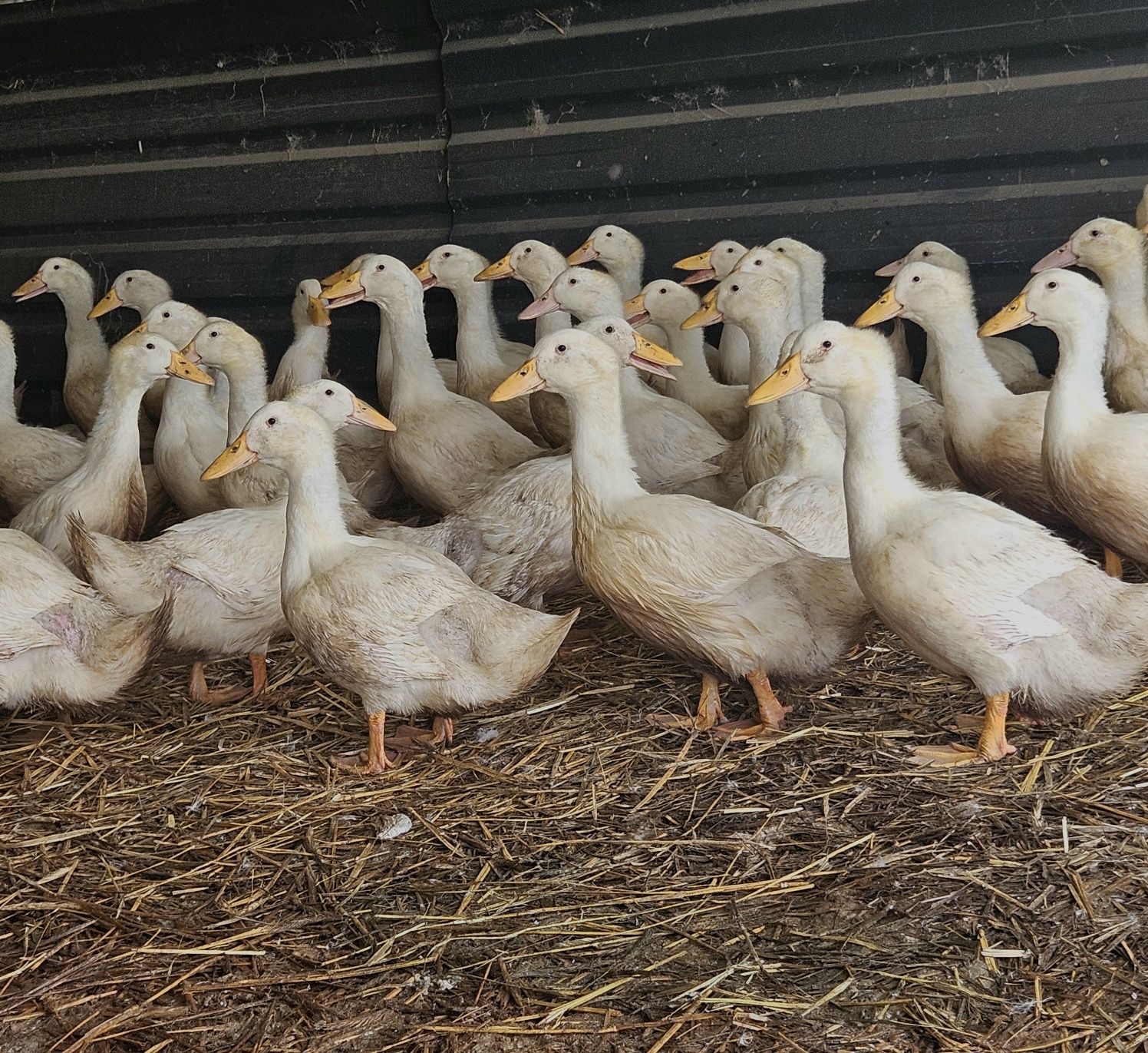 PROMOCJA!!KACZKA PEKIN żywa  3,3-3,5kg