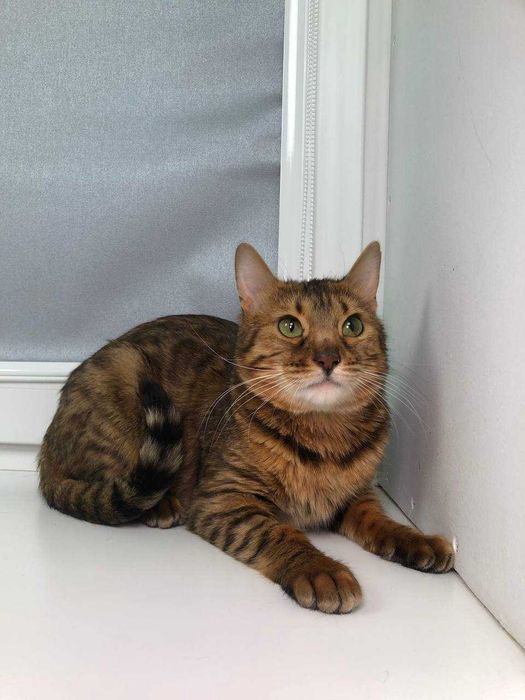 Породистая кошечка в леопардовом окрасе, Бенгалочка - 1-2 года