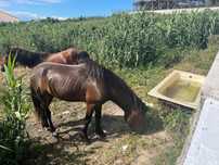 Limpeza de terrenos com animais