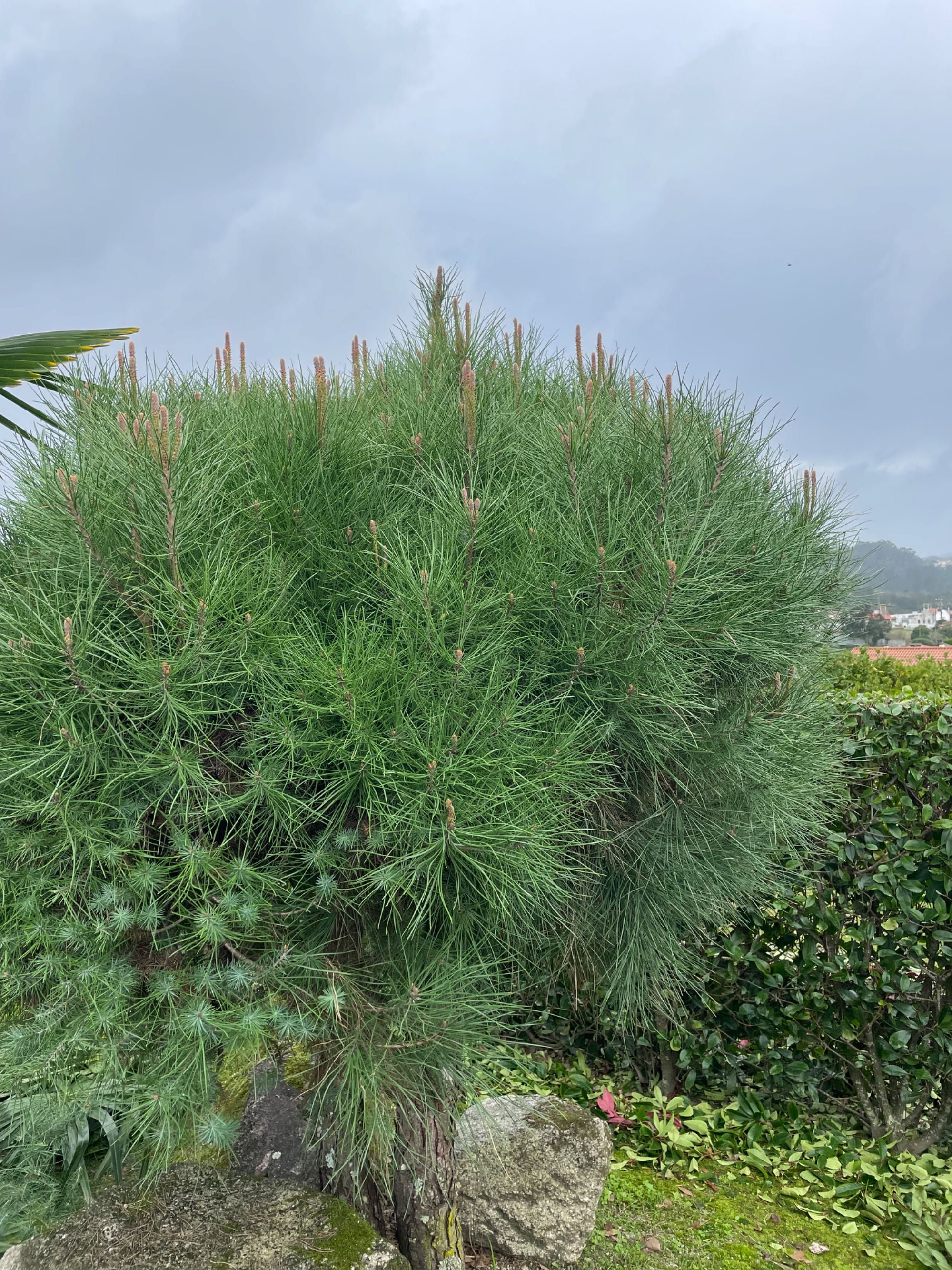 Serviços de jardinagem