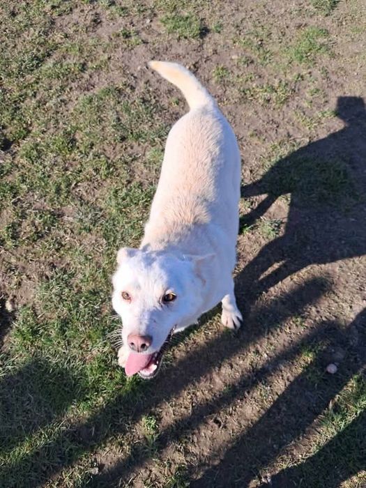 Biały Kosmo czeka na dom!