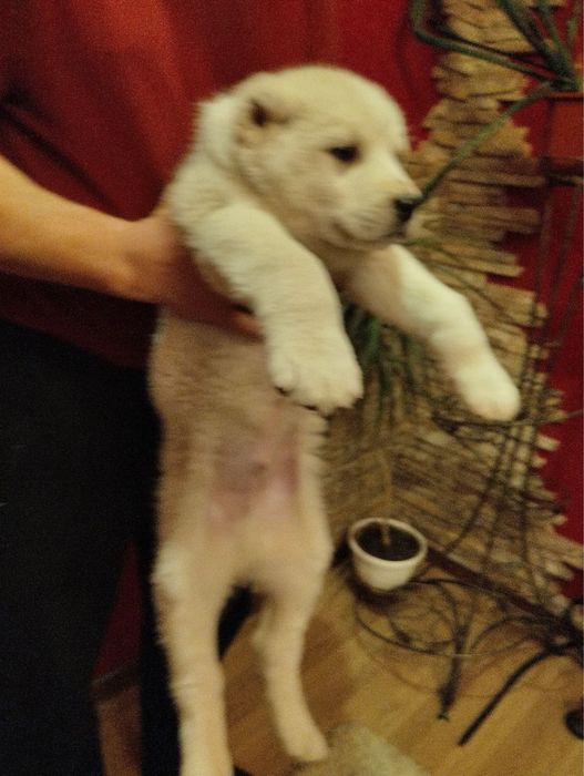 Продам цуценят Алабая