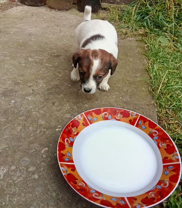 Джек Рассел тер'єр