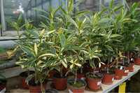 Oleander Variegatta o pachnących pełnych kwiatach