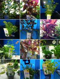 Plantas para aquario