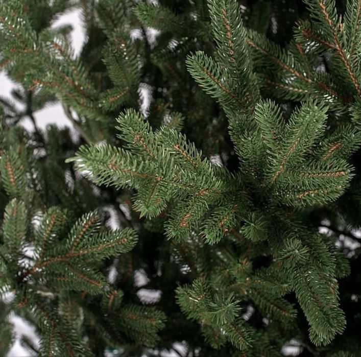 Ялинка лита Віденська ,180 см