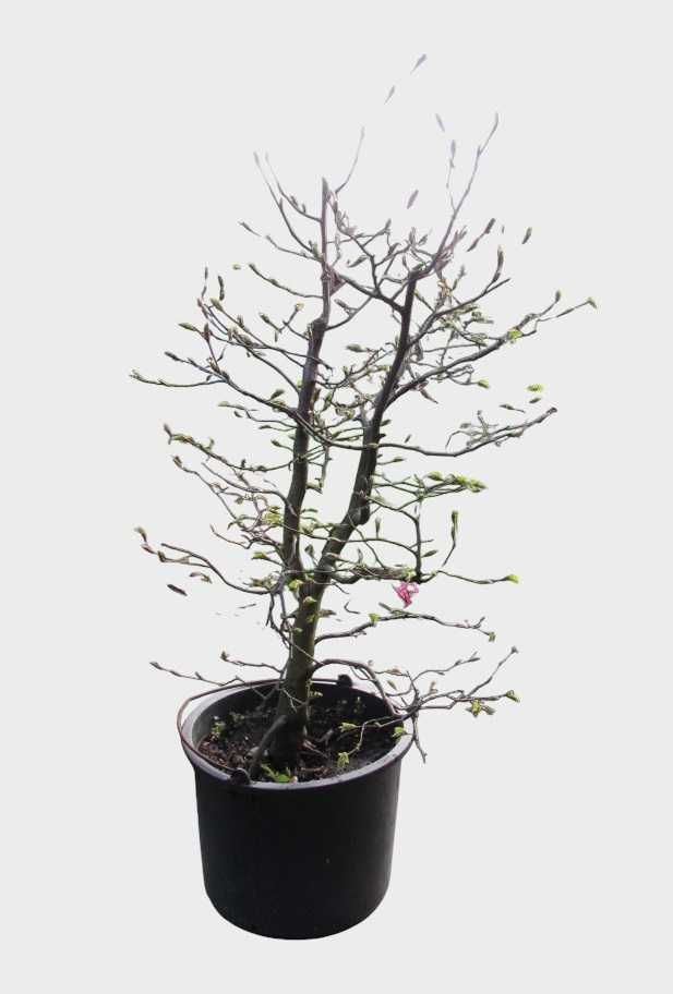 Drzewka bonsai zewnętrzne prebonsai