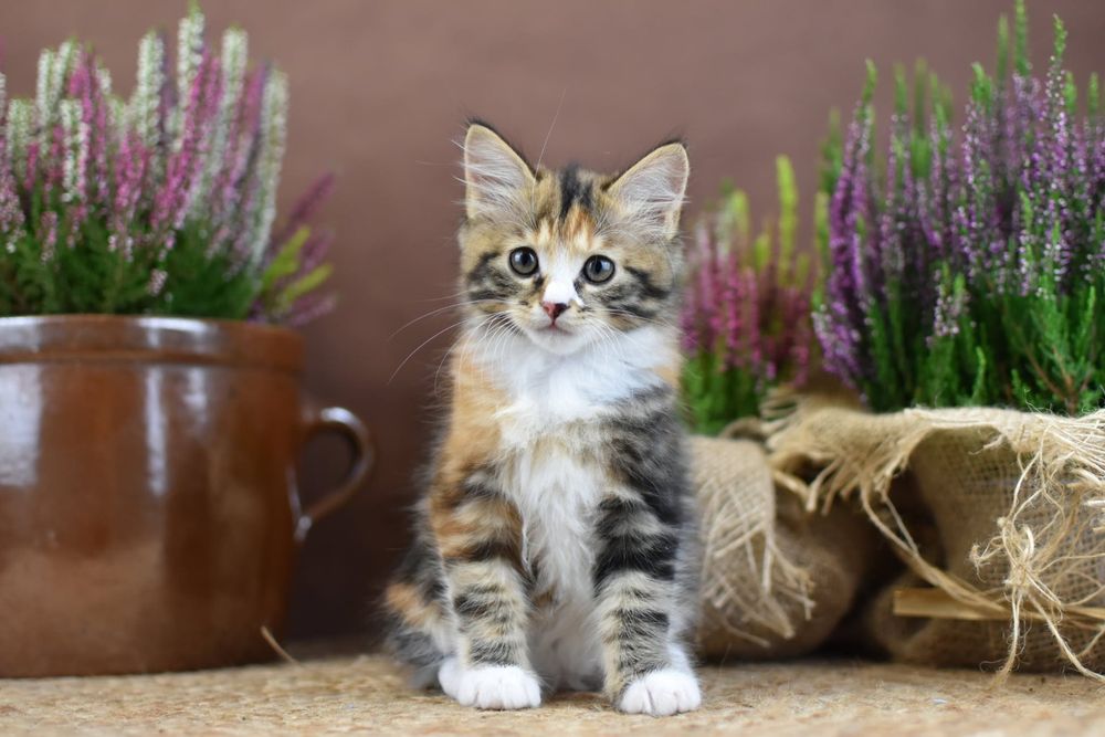 Kurylski Bobtail- Kocięta Rodowód FIFE/FPL- Hodowla Dynastia Kuryla*PL