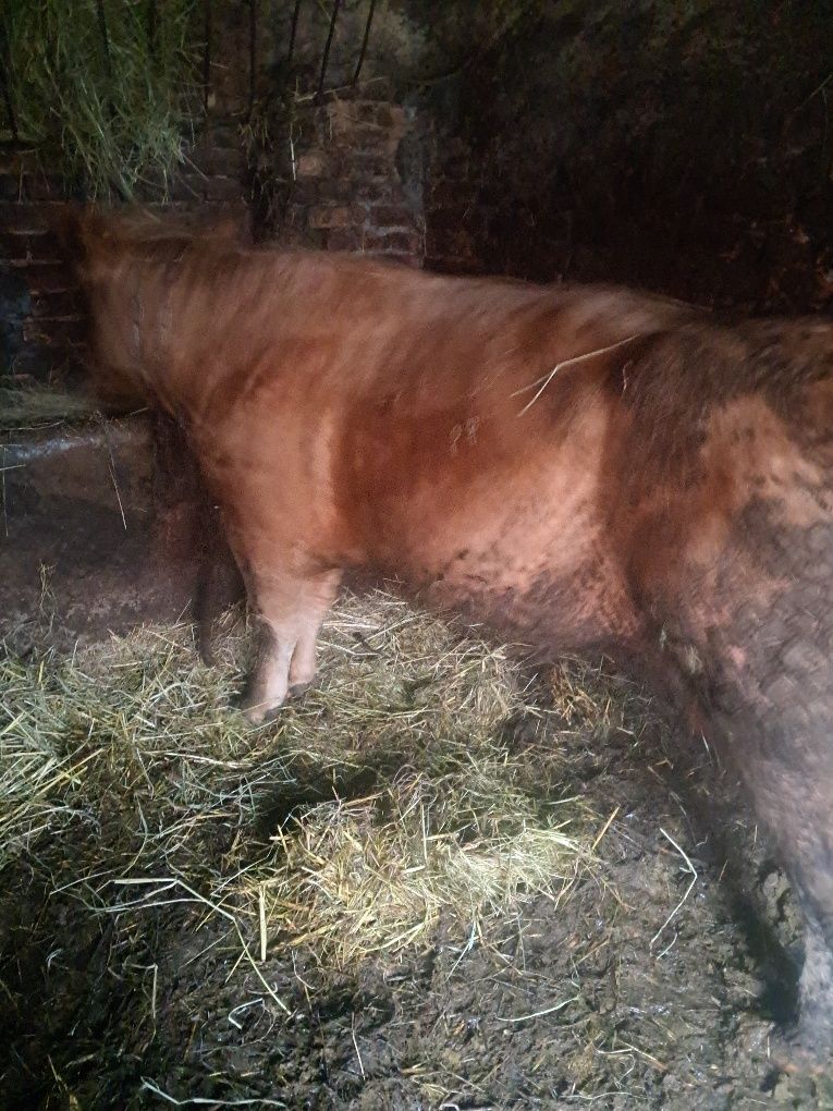 Młodego byczka blonde d'aquitaine i limousine