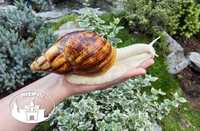 Archachatina marginata ovum albino Ślimaki Lissachatina Achatina