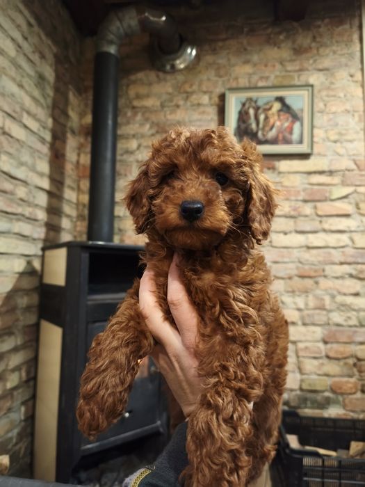 Pudel toy/mini , pudel red