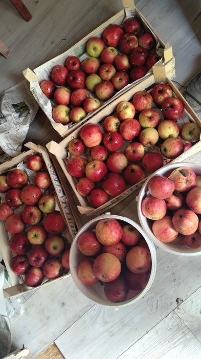 Jabłka ekologiczne bio bardzo słodkie