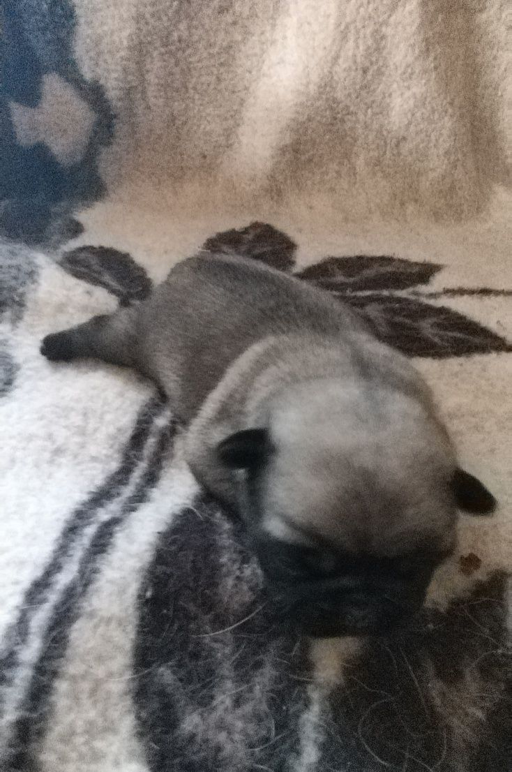 Mops szczenie  z rodowodem