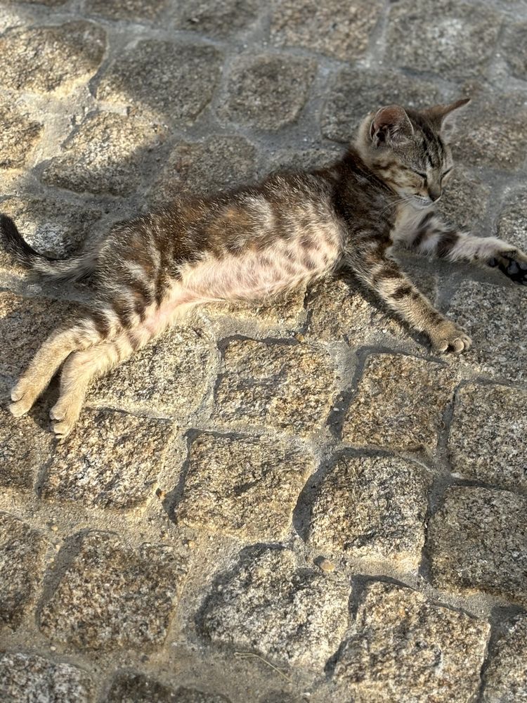 Gatinho bebé para adoção