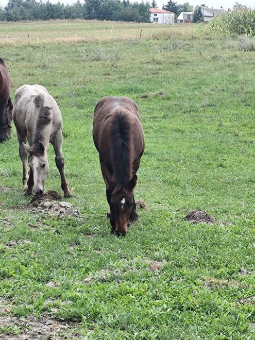 Sprzedam źrebòwke i ogierka