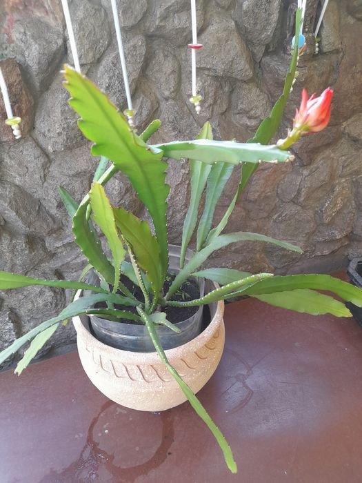 Черенки укорененные комнатных элитных растений