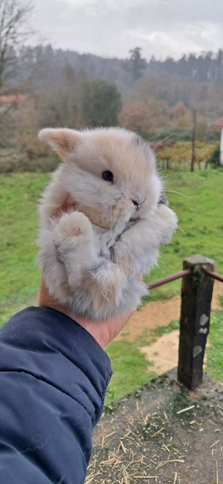 Coelho anão mini lop
