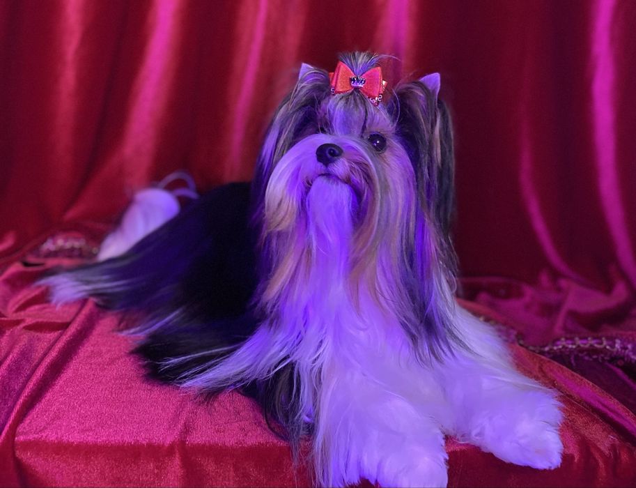 Вязка бивер йорка доки Ксу