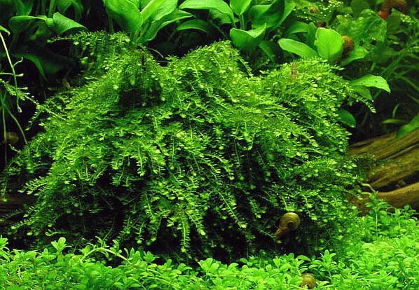 Аквариумные растения, мох аквариумный