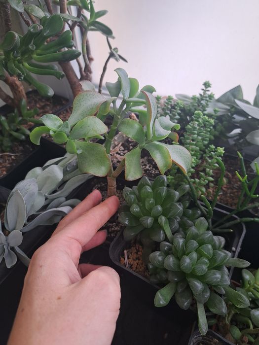 Крассулы, денежные деревья