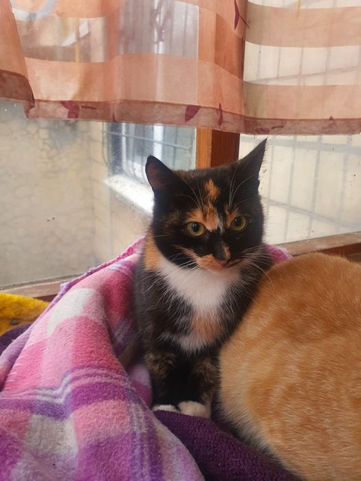 Прилаштовуємо котят в  люблячі родини