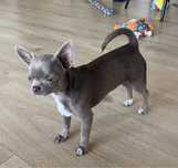 Śliczna sunia chihuahua