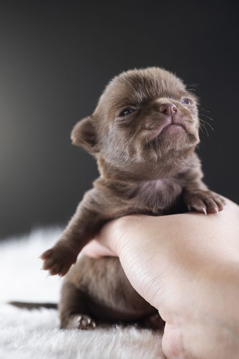 *CHANTI* Przepiękna maleńka sunia chihuahua