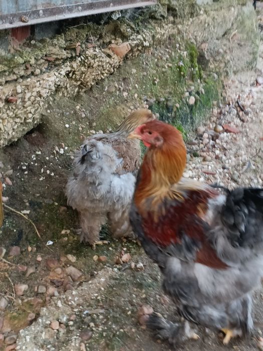 Casal Brahma Perdiz Azul