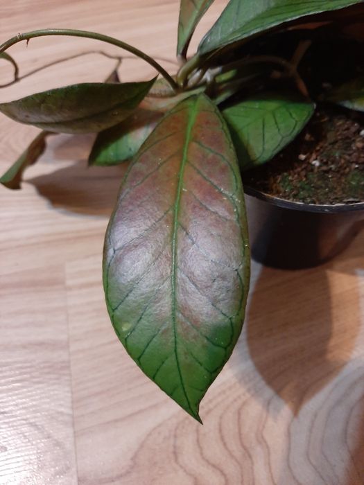 Kolekcjonerska Hoya Gunung gading.