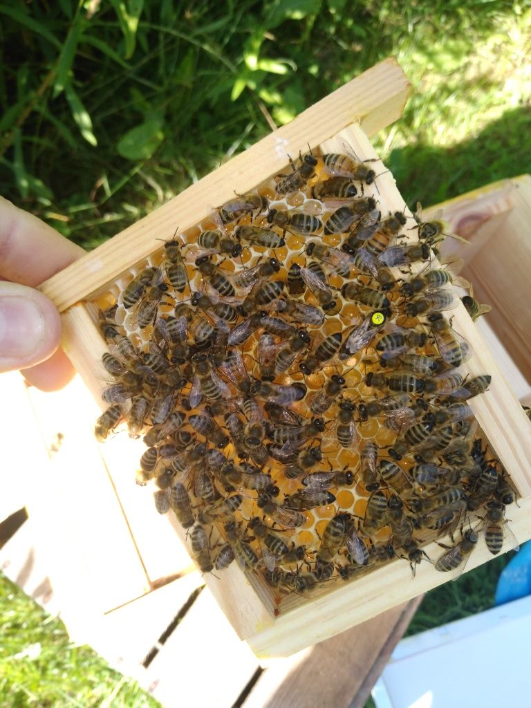 Bursztynowa pasieka , rodziny odkłady pszczoły ule