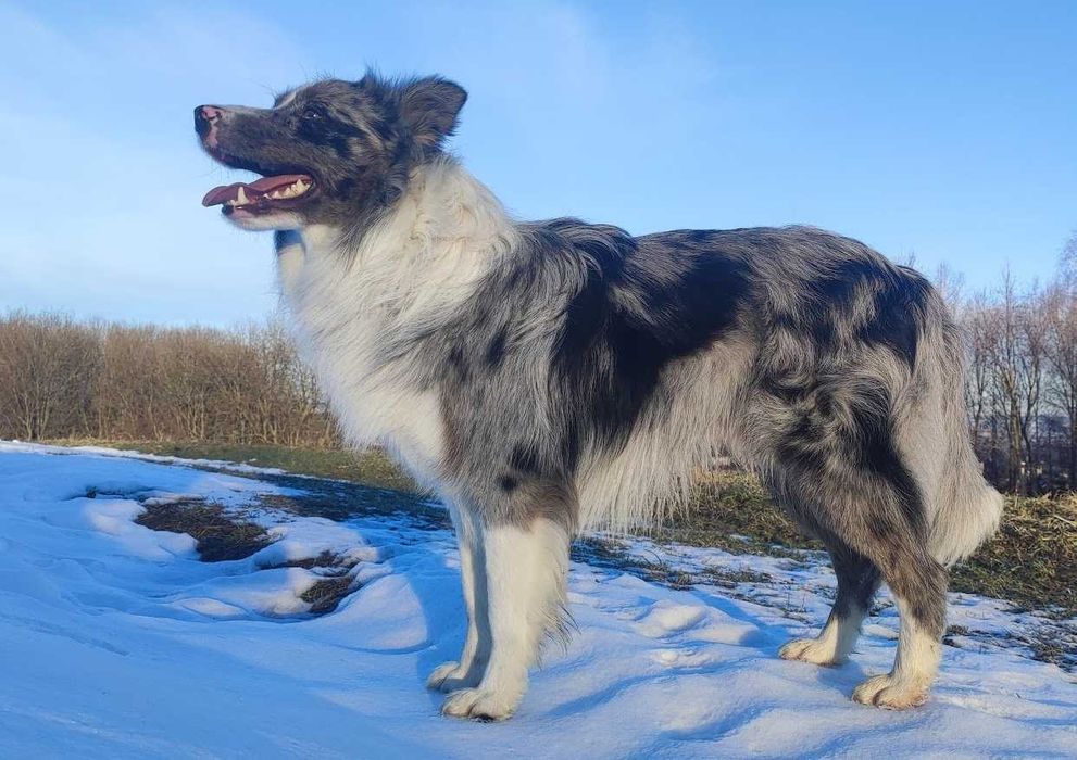 Rasowy BORDER COLLIE czystej krwi z Hodowli, pełna dokumentacja
