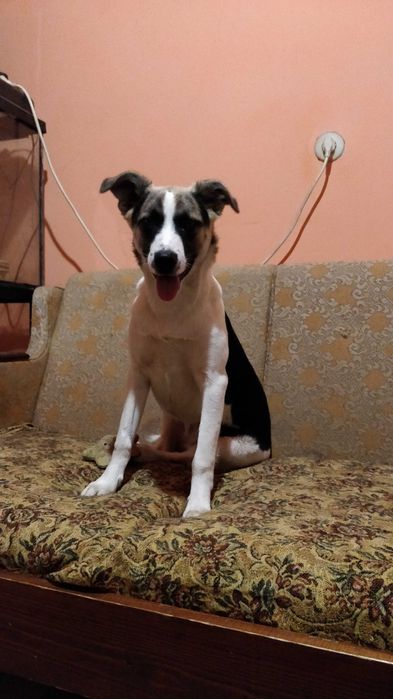 Собака в люблячу родину . Ужгород