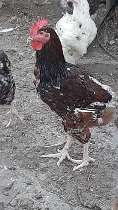 Петухи Ливенская ситцевая, Виандот, Фокси-чик.