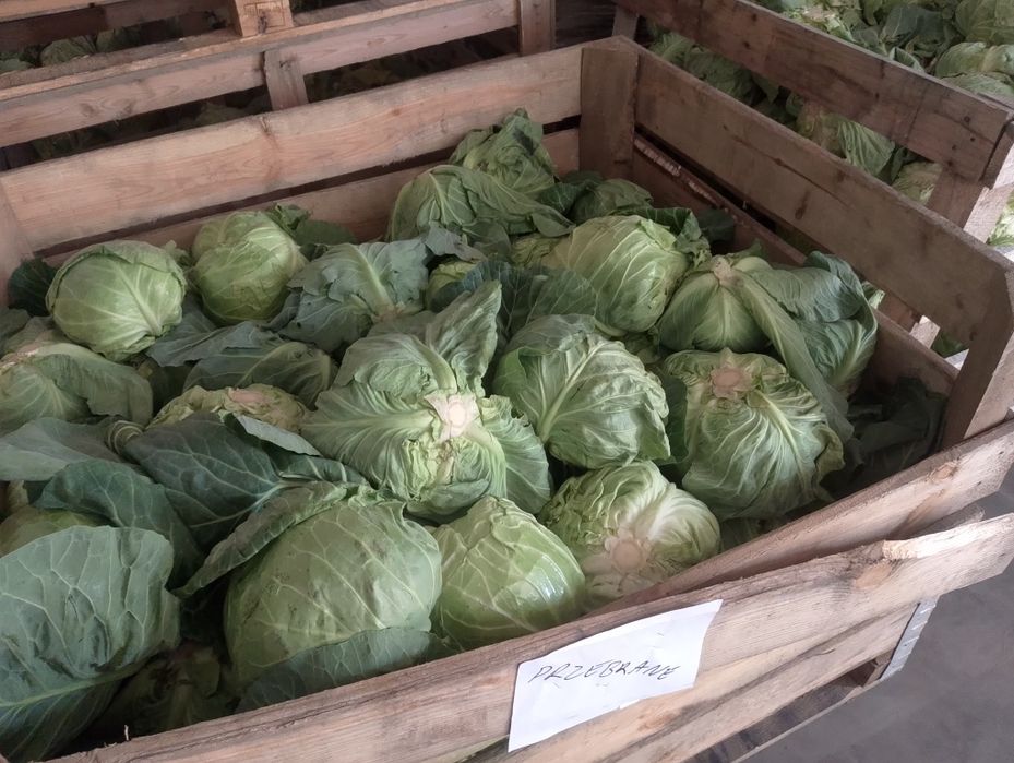 Kapusta młoda odpadowa  40 gr kg